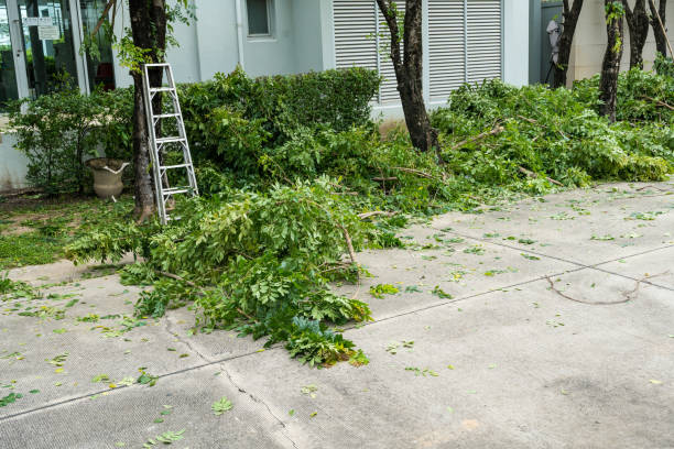 San Benito, TX Tree Services Company