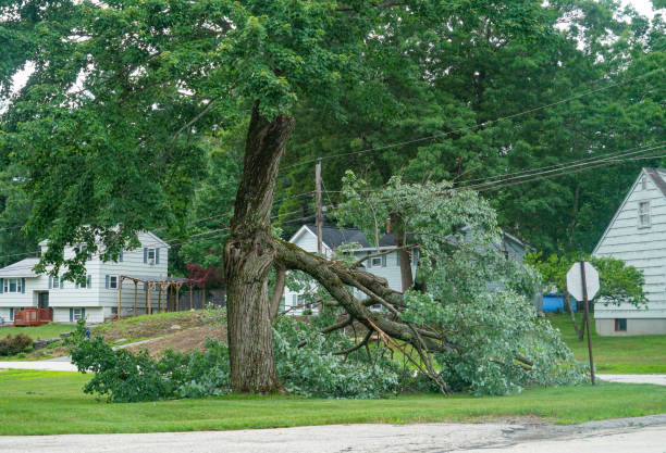 How Our Tree Care Process Works  in  San Benito, TX